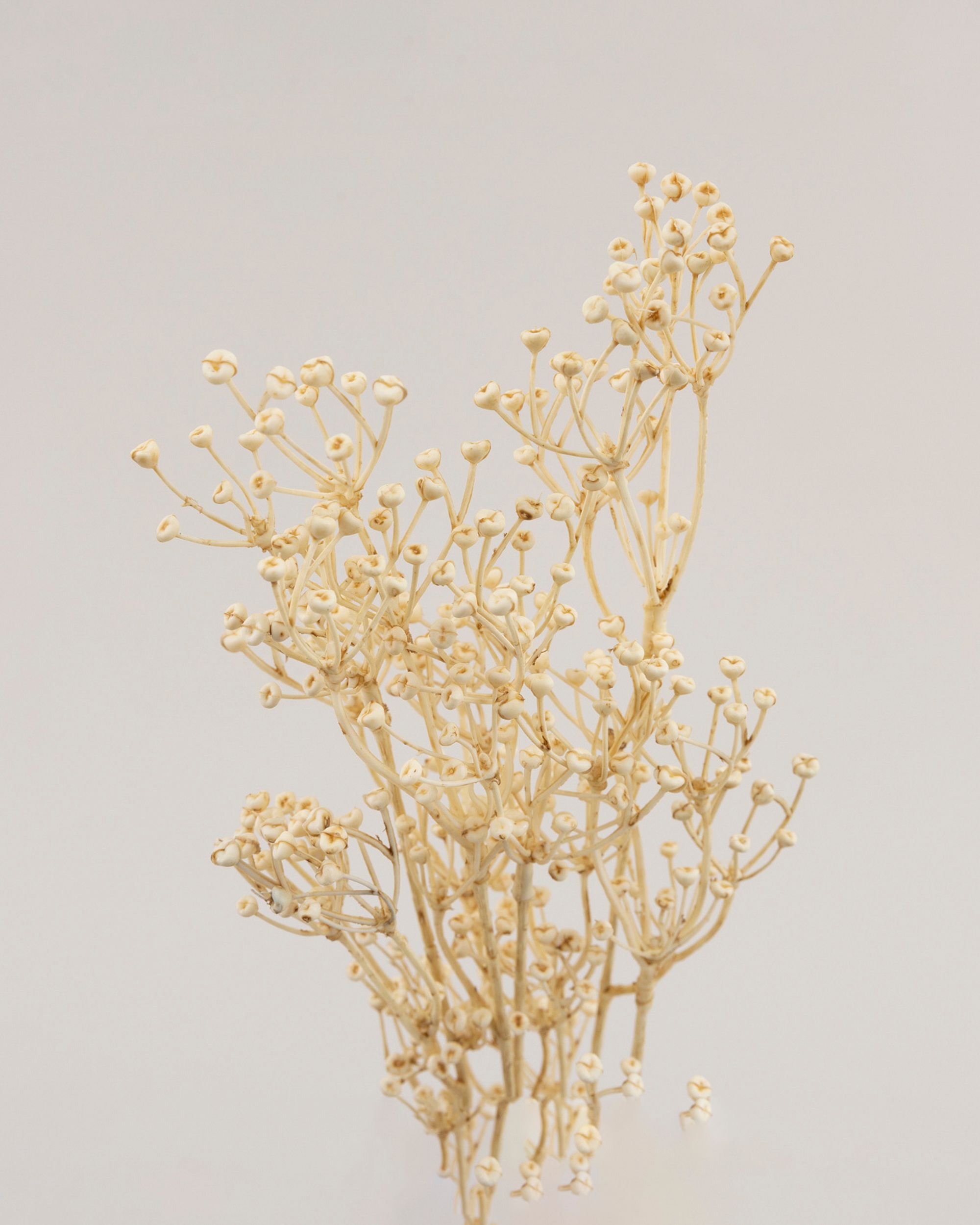 Decoratieve Tak Frostbloom 80 cm (hover)